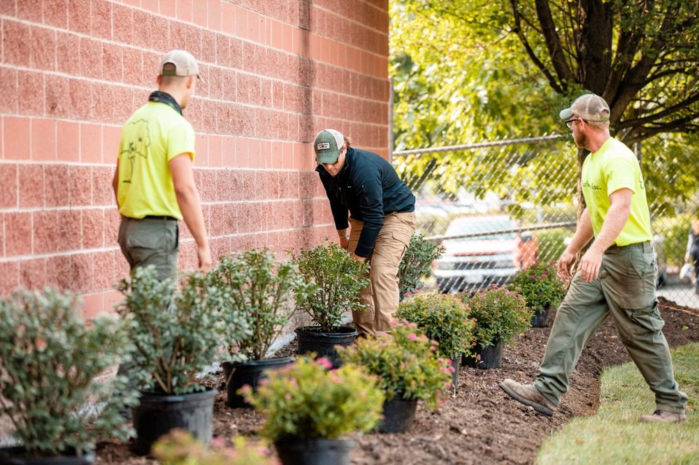 Landscaping crew installing shrubs in planted beds
